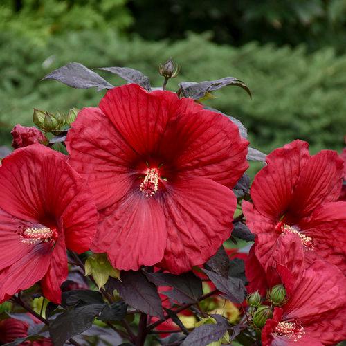 Hibiscus 'Holy Grail' ~ Summerific® Holy Grail Hibiscus-ServeScape
