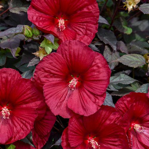 Hibiscus 'Holy Grail' ~ Summerific® Holy Grail Hibiscus-ServeScape