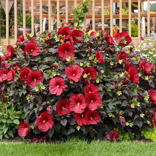 Hibiscus 'Holy Grail' ~ Summerific® Holy Grail Hibiscus-ServeScape