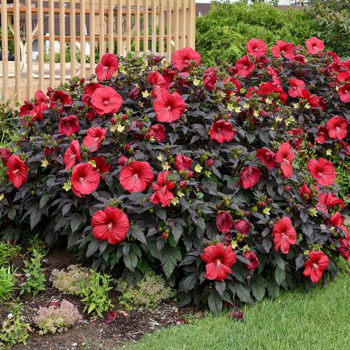 Hibiscus 'Holy Grail' ~ Summerific® Holy Grail Hibiscus-ServeScape