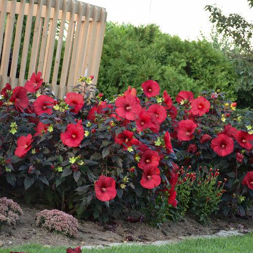 Hibiscus 'Holy Grail' ~ Summerific® Holy Grail Hibiscus-ServeScape