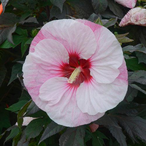 Hibiscus 'Perfect Storm' PP27,880 ~ Summerific® Perfect Storm Hibiscus-ServeScape