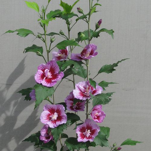 Hibiscus syriacus 'Gandini Santiago' ~ Purple Pillar® Rose of Sharon-ServeScape