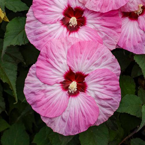 Hibiscus 'Spinderella' ~ Summerific® Spinderella Hibiscus-ServeScape