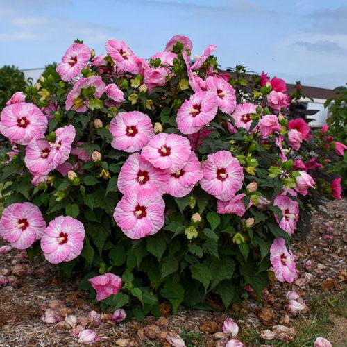 Hibiscus 'Spinderella' ~ Summerific® Spinderella Hibiscus-ServeScape