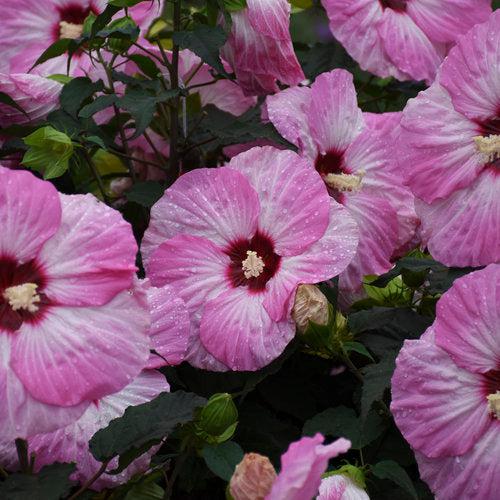 Hibiscus 'Spinderella' ~ Summerific® Spinderella Hibiscus-ServeScape
