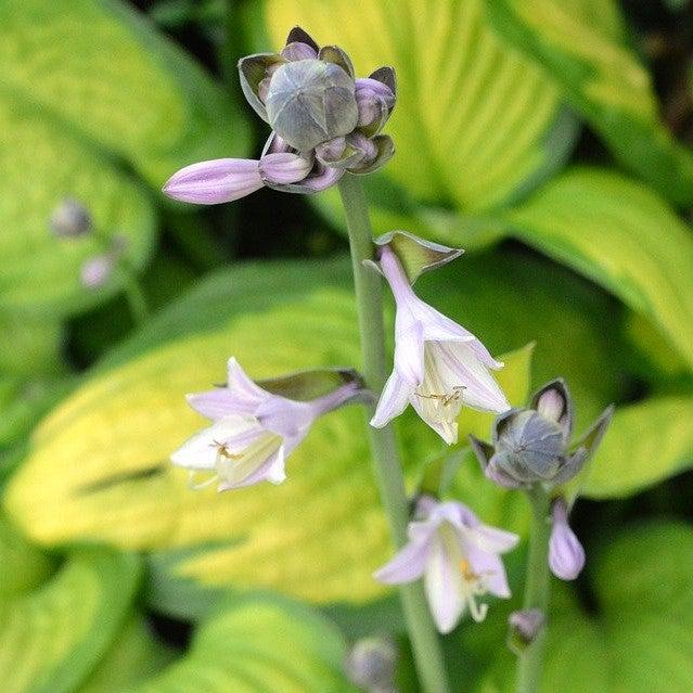 Hosta 'Dancing Darling' ~ Dancing Darling Hosta-ServeScape