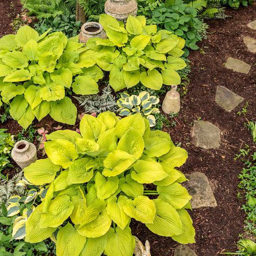 Hosta 'Coast To Coast' PP26,469 ~ PW® Shadowland® Coast To Coast Hosta-ServeScape