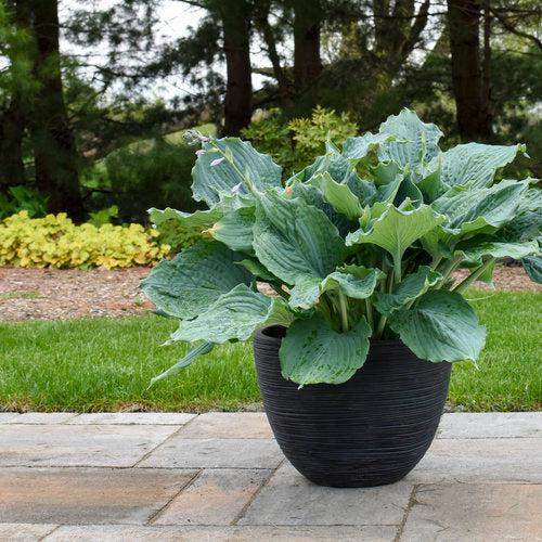 Hosta 'Diamond Lake' PP30769 ~ PW® Shadowland® Diamond Lake Hosta-ServeScape