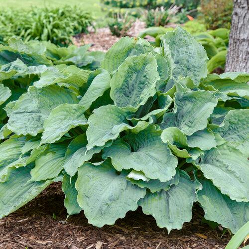 Hosta 'Diamond Lake' PP30769 ~ PW® Shadowland® Diamond Lake Hosta-ServeScape