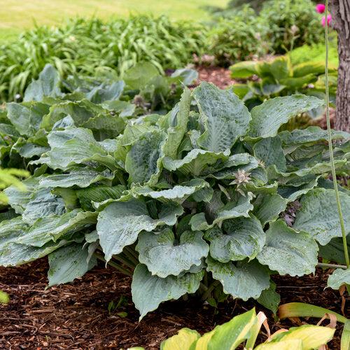 Hosta 'Diamond Lake' PP30769 ~ PW® Shadowland® Diamond Lake Hosta-ServeScape