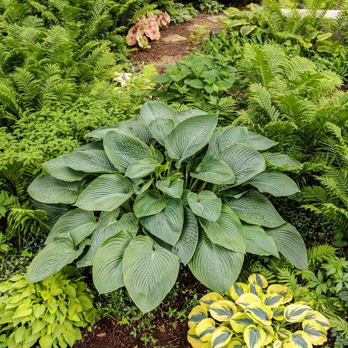 Hosta 'Empress Wu' ~ Empress Wu Hosta-ServeScape