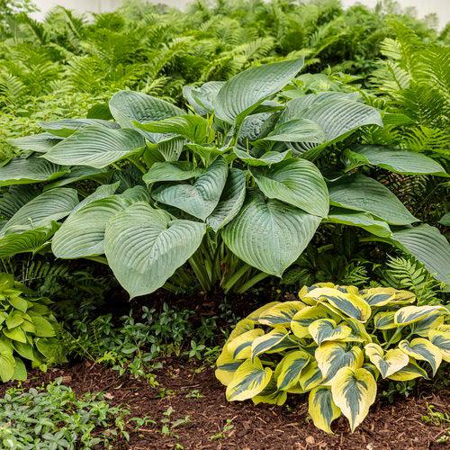 Hosta 'Empress Wu' ~ Empress Wu Hosta-ServeScape