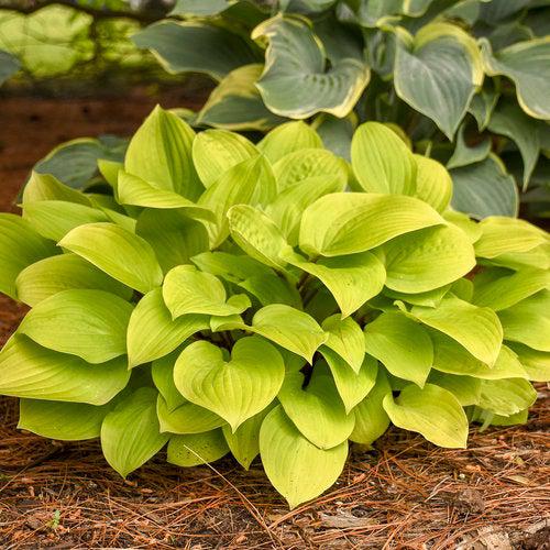 Hosta 'Fire Island' ~ Fire Island Hosta-ServeScape