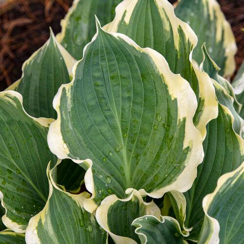 Hosta 'Hope Springs Eternal' PP33,266 ~ PW® Shadowland® Hope Springs Eternal Hosta-ServeScape