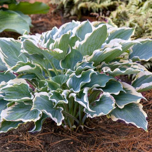 Hosta 'Hope Springs Eternal' PP33,266 ~ PW® Shadowland® Hope Springs Eternal Hosta-ServeScape