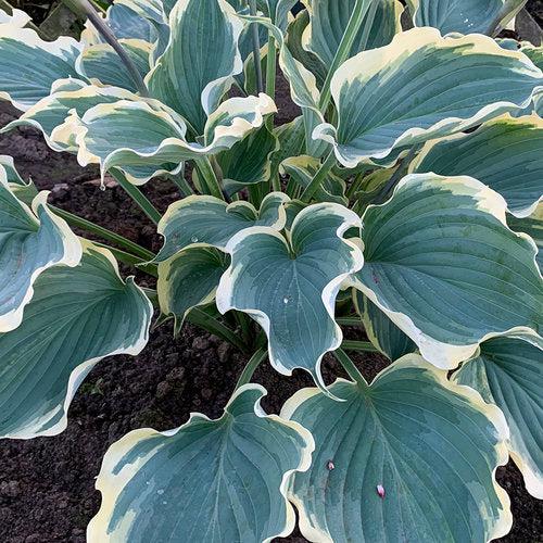 Hosta 'Hope Springs Eternal' PP33,266 ~ PW® Shadowland® Hope Springs Eternal Hosta-ServeScape