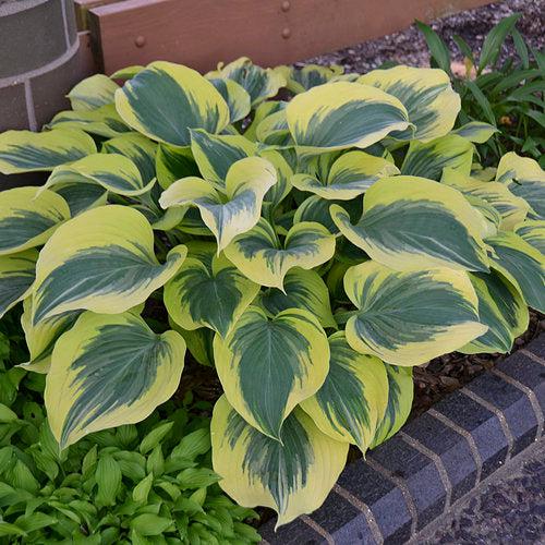Hosta 'Liberty' ~ Liberty Hosta-ServeScape