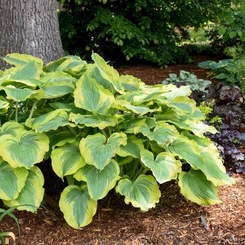 Hosta 'Seducer' 22,413 ~ PW® Shadowland® Seducer Hosta-ServeScape