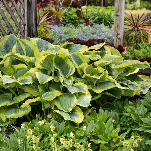 Hosta 'Seducer' 22,413 ~ PW® Shadowland® Seducer Hosta-ServeScape