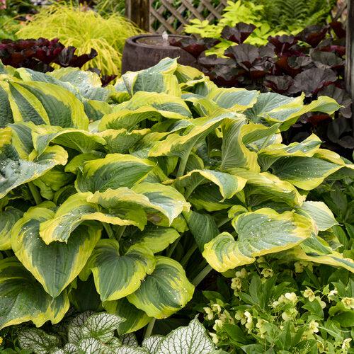 Hosta 'Seducer' 22,413 ~ PW® Shadowland® Seducer Hosta-ServeScape