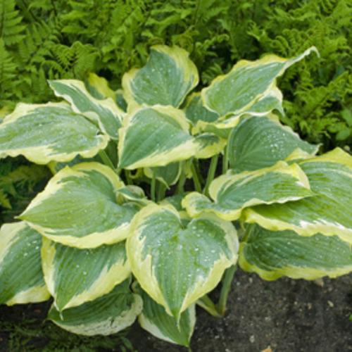 Hosta 'Seducer' 22,413 ~ PW® Shadowland® Seducer Hosta-ServeScape