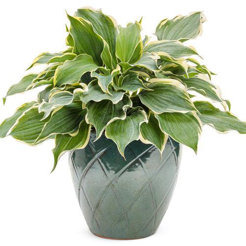 Hosta 'Hope Springs Eternal' PP33,266 ~ PW® Shadowland® Hope Springs Eternal Hosta-ServeScape