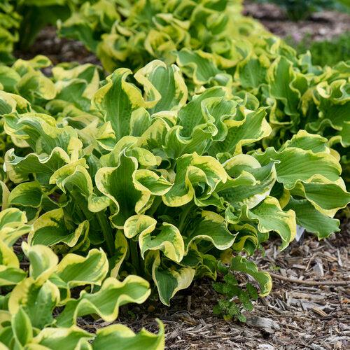 Hosta 'Wheee!' PP23565 ~ PW® Shadowland® Wheee! Hosta-ServeScape