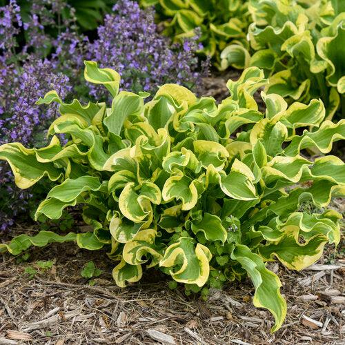 Hosta 'Wheee!' PP23565 ~ PW® Shadowland® Wheee! Hosta-ServeScape