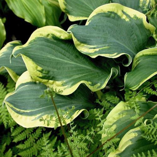 Hosta 'Wheee!' PP23565 ~ PW® Shadowland® Wheee! Hosta-ServeScape