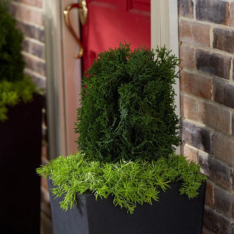 Thuja occidentalis 'RutThu#1' ~ Hot Head® Arborvitae-ServeScape
