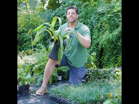 Aspidistra sichuanensis 'Spek-tacular' ~ Spek-tacular Cast Iron Plant