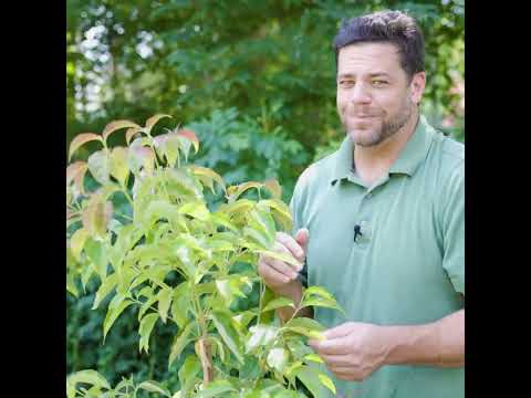 Cornus florida 'Comco No. 1' ~ Cherokee Brave Dogwood