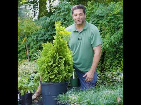 Thuja occidentalis 'George Peabody' ~ George Peabody Arborvitae