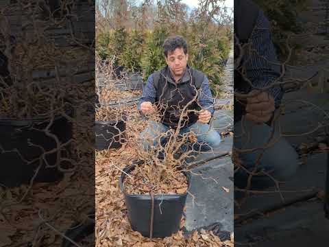 Corylus avellana 'Contorta' ~ Contorted Filbert, Harry Lauder’s Walking Stick
