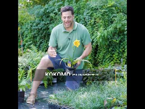 Hemerocallis x 'SPD 06-0' PP22181 ~ Kokomo Sunset™ Daylily