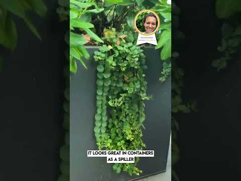 Lysimachia nummularia ~ Creeping Jenny