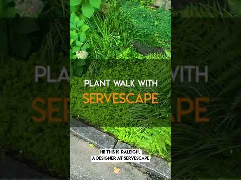 Lysimachia nummularia ~ Creeping Jenny