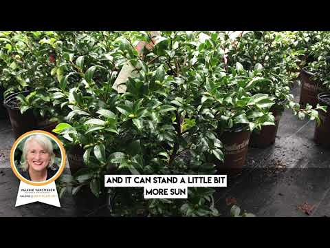 Camellia sasanqua ~ Sasanqua Camellia
