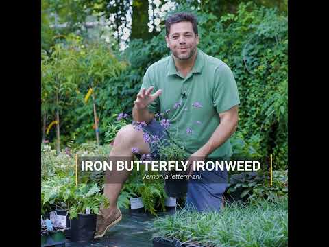 Vernonia lettermanii 'Iron Butterfly' ~ Iron Butterfly Ironweed