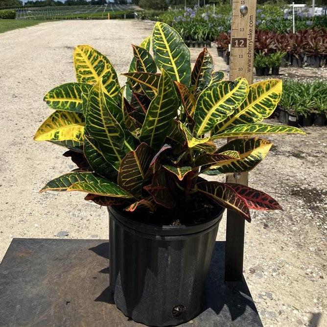 Codiaeum Petra ~ Petra Croton-ServeScape