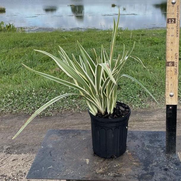 Dianella caerulea ~ Blue Flax Lily, Variegated-ServeScape