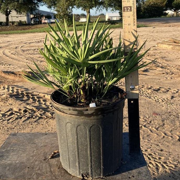 Serenoa repens ~ Saw Palmetto, Green-ServeScape