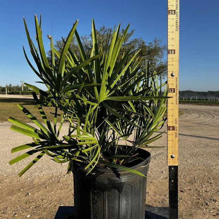 Serenoa repens ~ Saw Palmetto, Green-ServeScape