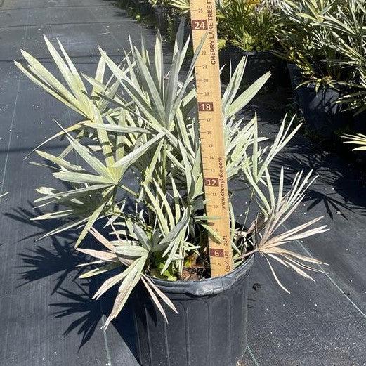 Serenoa repens ~ Saw Palmetto, Silver-ServeScape