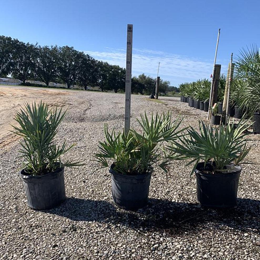 Serenoa repens ~ Saw Palmetto, Silver-ServeScape
