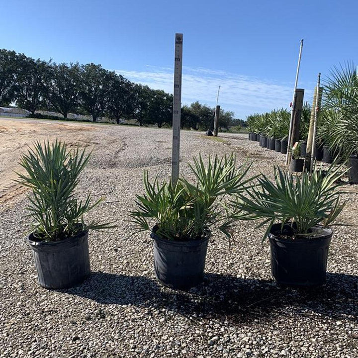 Serenoa repens ~ Saw Palmetto, Silver-ServeScape