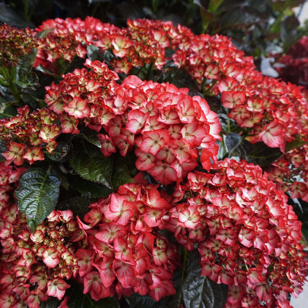 Hydrangea macrophylla 'Hokomabebos’ ~ Kimono Hydrangea-ServeScape