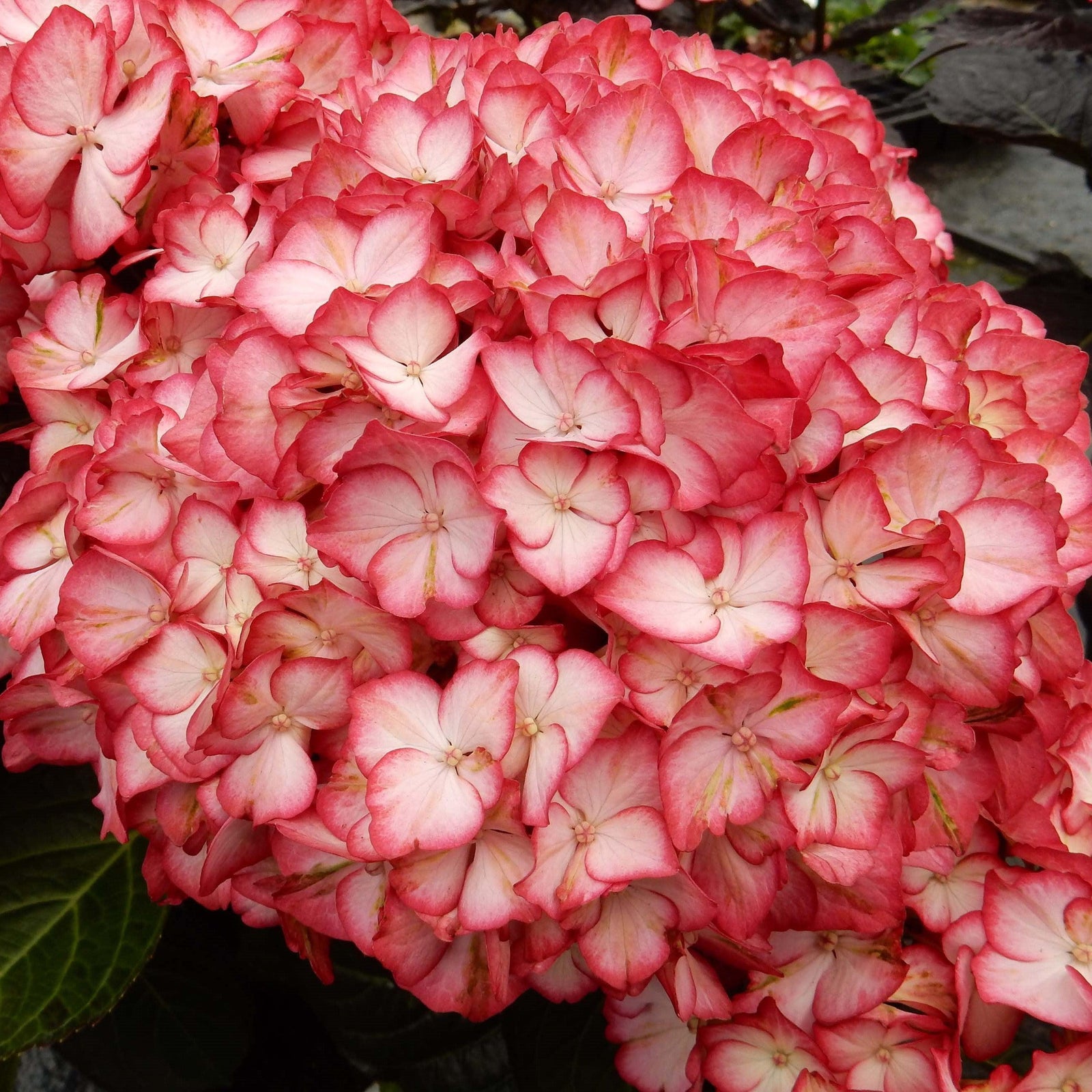 Hydrangea macrophylla 'Hokomabebos’ ~ Kimono Hydrangea-ServeScape