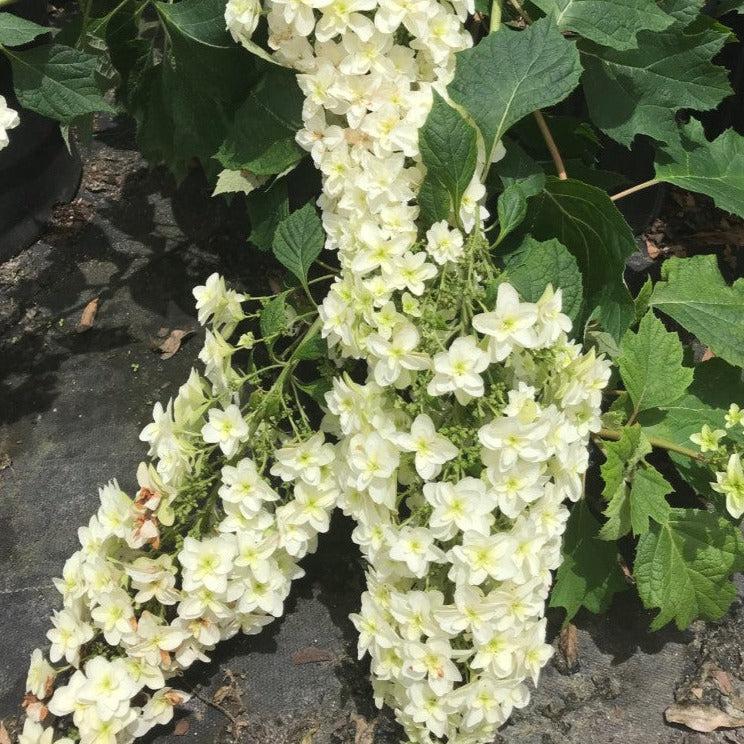 Hydrangea quercifolia 'Snowcicle' ~ Snowcicle Hydrangea-ServeScape